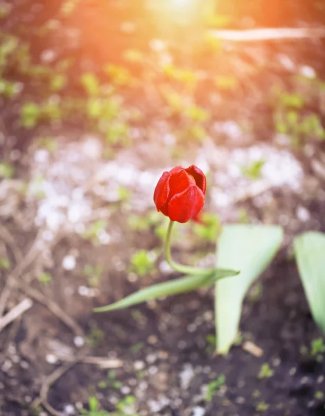 Tulip in de tuin hoofd wazig zachtjes selectieve aandacht afgezwakt foto voorjaar bloem — Stockfoto