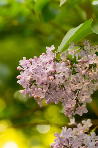 Blooming lilac tree branch selective focus soft blur toned photo spring flower — Stock Photo, Image