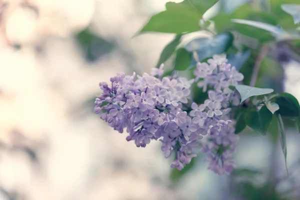 Blooming lilac tree branch selective focus soft blur toned photo spring flower — Stock Photo, Image