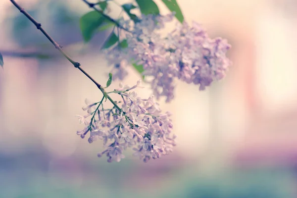 Ramo albero lilla fioritura messa a fuoco selettiva morbida sfocatura tonica foto fiore primaverile — Foto Stock
