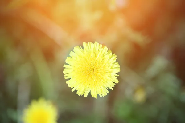 Dente-de-leão amarelo no jardim suave borrão foco seletivo tonificado foto primavera flor — Fotografia de Stock
