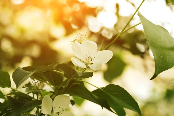 Ramo di melo fioritura fuoco selettivo morbida sfocatura tonica foto fiore primaverile — Foto Stock