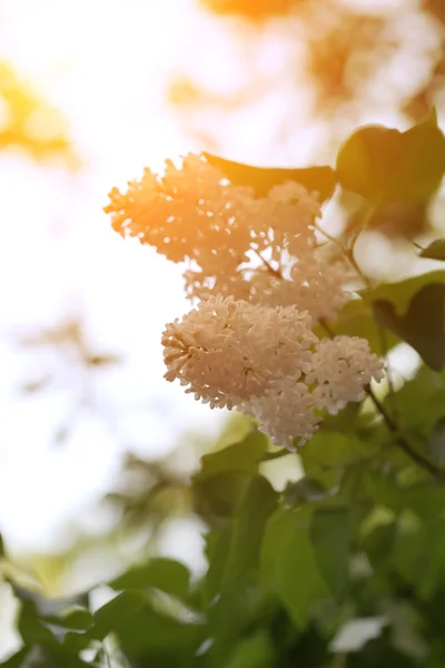 Înflorire liliac copac ramură selectivă focalizare moale blur tonifiat fotografie floare de primăvară — Fotografie, imagine de stoc
