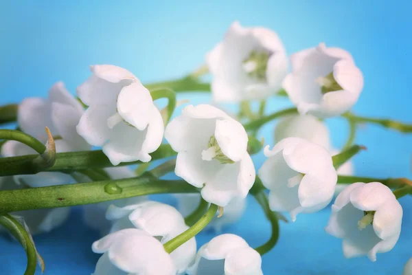 hafif mavi arka plan lily vadi seçici yumuşak odak tonda fotoğraf aşk ağaç Sevgililer