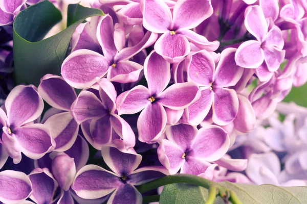 Blooming lilac tree branch selective focus soft blur toned photo spring flower — Stock Photo, Image