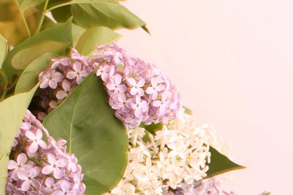 Blooming lilac tree branch selective focus soft blur toned photo spring flower — Stock Photo, Image