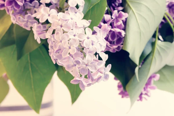 Blooming lilac tree branch selective focus soft blur toned photo spring flower — Stock Photo, Image