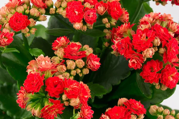 Aranjmani çiçek hediye kartı retro eski seçici yumuşak odak arka plan