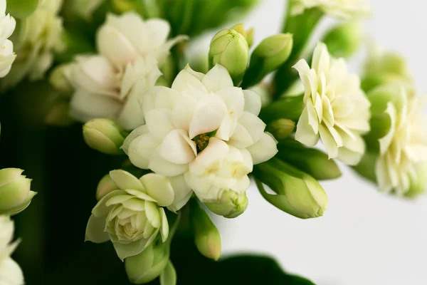 Aranjmani çiçek hediye kartı retro eski seçici yumuşak odak arka plan