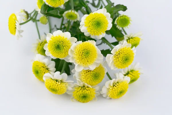 Flores margarida em um cartão de presente de fundo branco — Fotografia de Stock