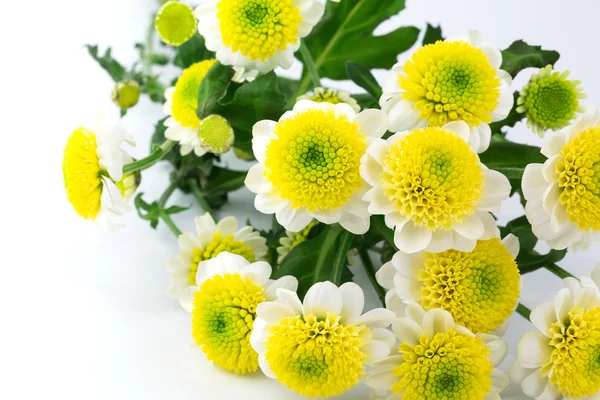 Flores de margarita en un fondo blanco tarjeta de regalo enfoque suave selectivo — Foto de Stock