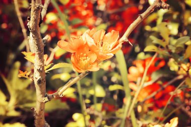 Turuncu çiçekler Çiçek Bahçe çim ile yaz Sonbahar bush