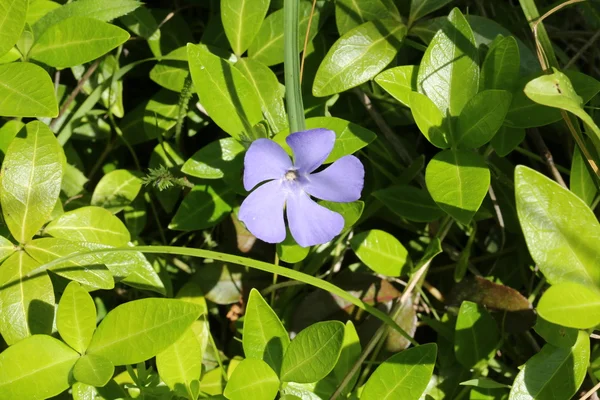 Blå fält blomma trädgård gräs — Stockfoto