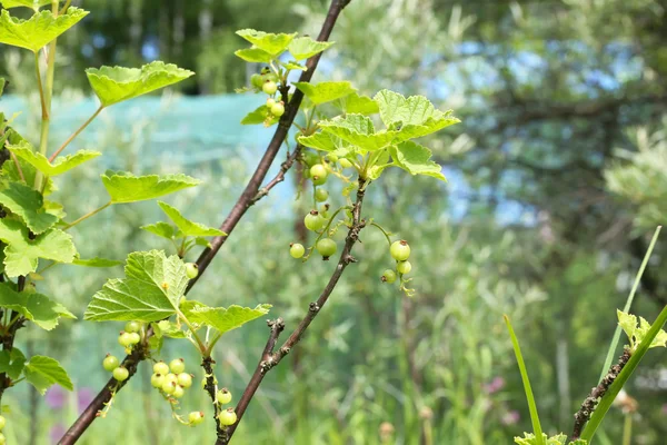 Nezralá červeného rybízu bush berry léto — Stock fotografie