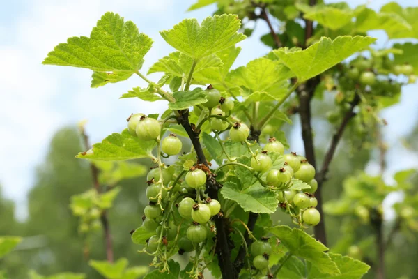 Lato berry bush niedojrzałych czerwonych porzeczek — Zdjęcie stockowe