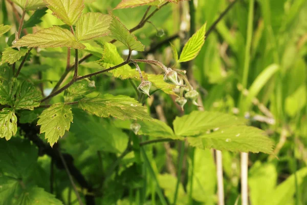 果実の未熟な卵巣ラズベリー薮ガーデン草夏秋 — ストック写真
