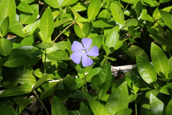 Μπλε φόντο λουλούδι στον κήπο χλόης — Φωτογραφία Αρχείου
