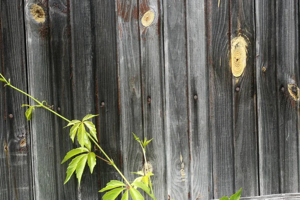 Achtergrond van de oude vintage hout met wilde druiven krullend ivy — Stockfoto