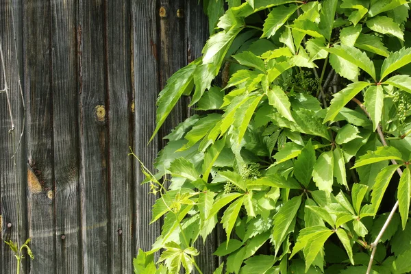 Arrière-plan du vieux bois vintage avec des raisins sauvages lierre bouclé — Photo