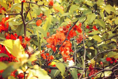 Turuncu çiçekler Çiçek Bahçe çim ile yaz Sonbahar bush