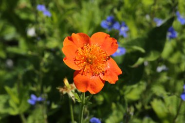 Turuncu vahşi Çiçek bahçesinde