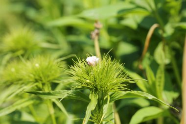 Vahşi karanfil çiçek alan yaz bahar bahçe