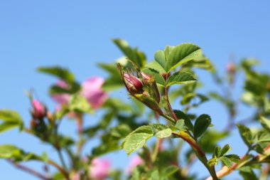 Rosebud yabani gül çalılar Bahçe yaz bahar