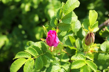 Rosebud yabani gül çalılar Bahçe yaz bahar
