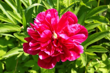 Kırmızı peony çiçek bahçesi yaz bahar