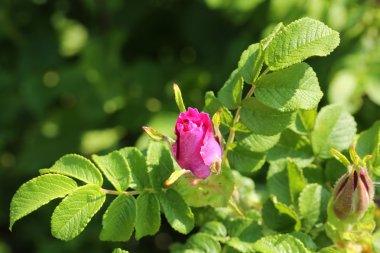 Rosebud yabani gül çalılar Bahçe yaz bahar