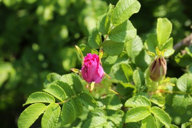 Rosebud yabani gül çalılar Bahçe yaz bahar