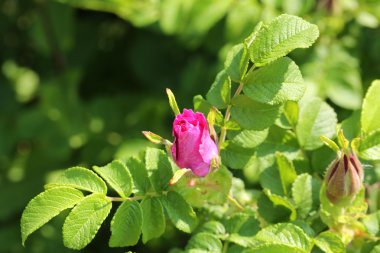Rosebud yabani gül çalılar Bahçe yaz bahar