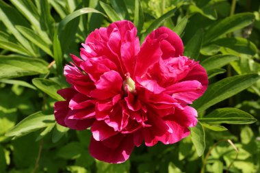 Kırmızı peony çiçek bahçesi yaz bahar