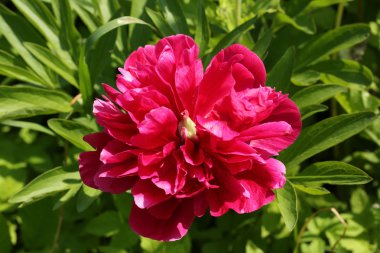 Kırmızı peony çiçek bahçesi yaz bahar