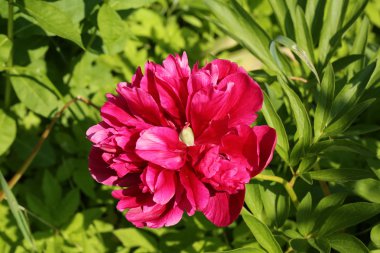 Kırmızı peony çiçek bahçesi yaz bahar