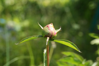 Şakayık bud çiçek bahçesi yaz bahar