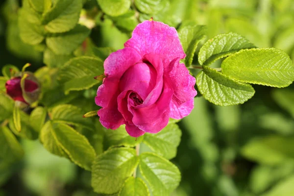 Růže bush šípky na jaře zahradní letní — Stock fotografie