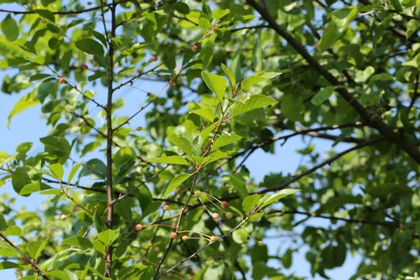 Cerises mûres sur l'arbre jardin été printemps — Photo