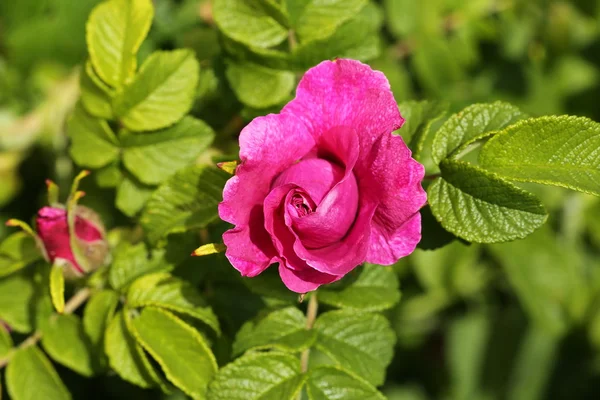 Różany krzew dzikiej róży wiosną ogród letni — Zdjęcie stockowe
