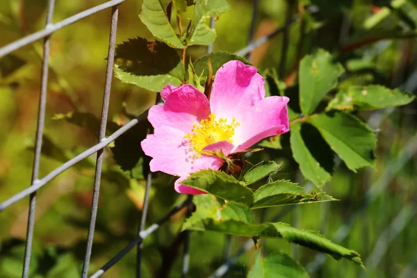 Rosa rosa mosqueta arbusto en el jardín verano primavera — Foto de Stock