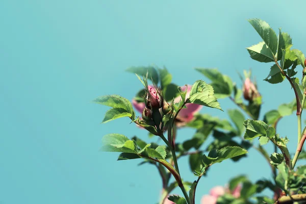 Trandafir trandafir sălbatic tufișuri în grădină primăvara de vară — Fotografie, imagine de stoc