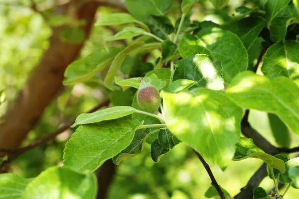 Manzanas inmaduras en el jardín de árboles primavera de verano — Foto de Stock