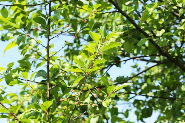 Cerises mûres sur l'arbre jardin été printemps — Photo