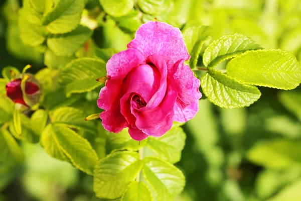 Růže bush šípky na jaře zahradní letní — Stock fotografie