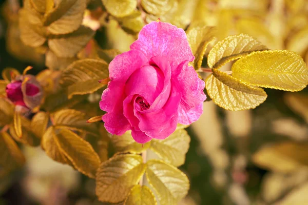 정원 여름 봄에서 rosehips 부시 장미 — 스톡 사진