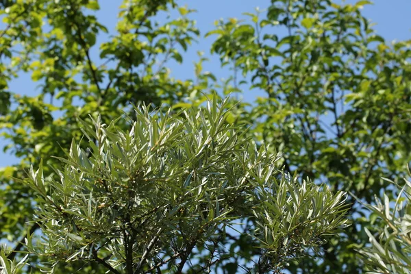 Branches d'argousier d'un arbre dans le jardin printemps d'été — Photo