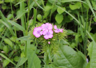 karanfil Çiçek Bahçesi