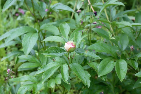 花园里的牡丹花 — 图库照片