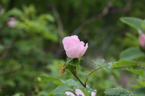 Άγριο λουλούδι ροζ τριαντάφυλλο στον κήπο — Φωτογραφία Αρχείου