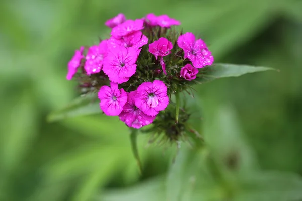 Stock image Carnation flower garden